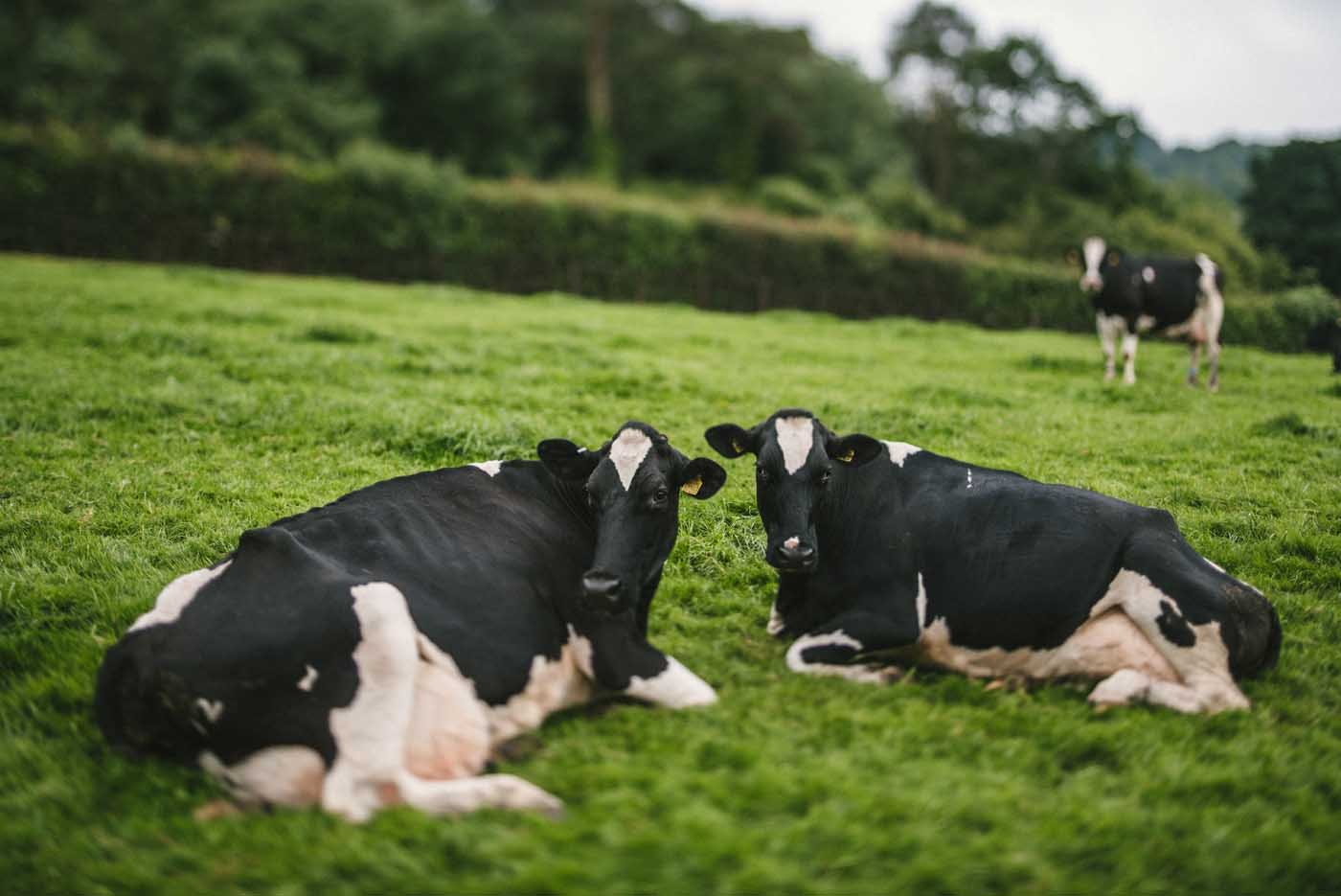 Otter Valley Dairy | Visit Us - Otter Valley Dairy